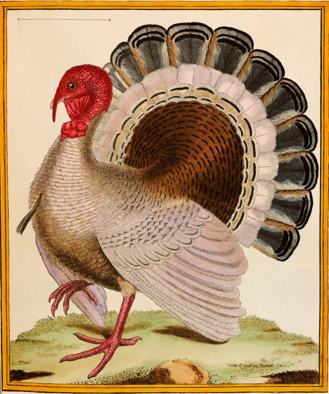 A Turkey, from 