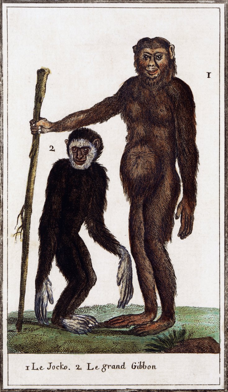 Jocko, chimpanzee or gibbon (illustration from Histoire naturelle by Georges-Louis Leclerc) by Georges de Buffon