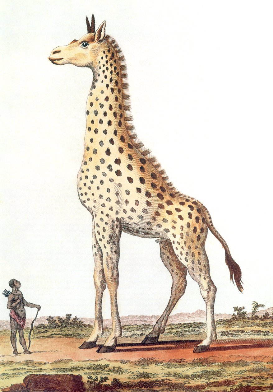 Drawing of a Fantastic Male Giraffe by Georges de Buffon