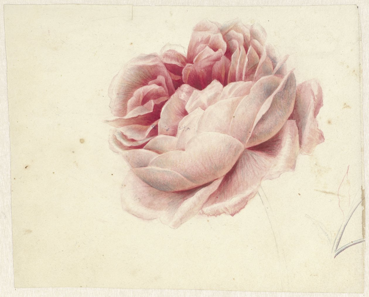 Red Rose by Georgius Jacobus Johannes van Os