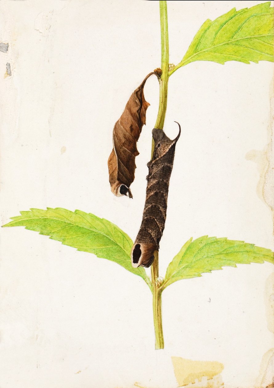 Curled Dead Leaf Mimicking Sphinx Caterpillar, study for book Concealing Coloration in the Animal Kingdom by Gerald H. Thayer