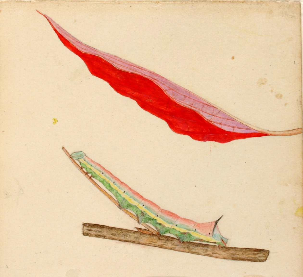 Mirror-Back Caterpillar, study for book Concealing Coloration in the Animal Kingdom by Gerald H. Thayer