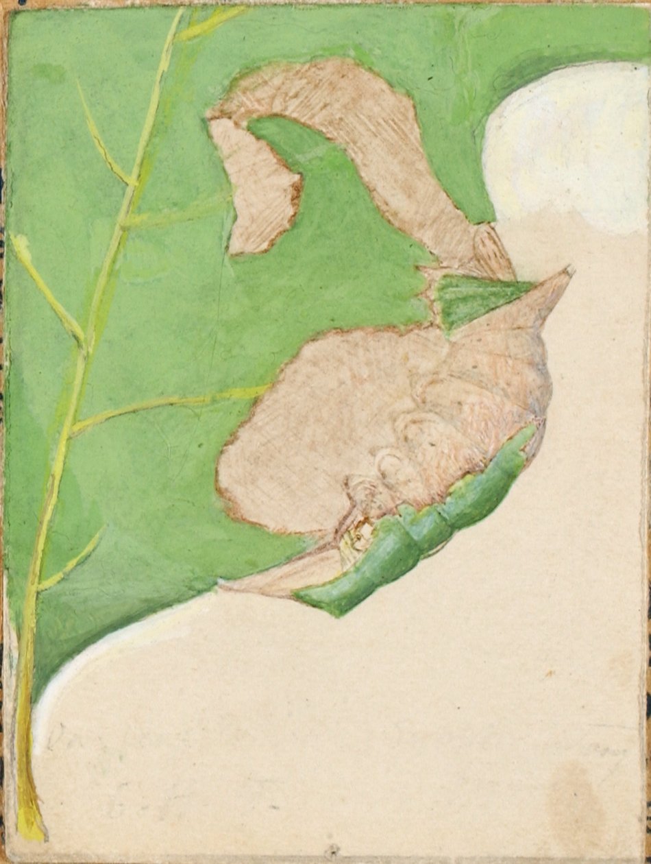 Oak Leaf Edge Caterpillar, study for book Concealing Coloration in the Animal Kingdom by Gerald H. Thayer