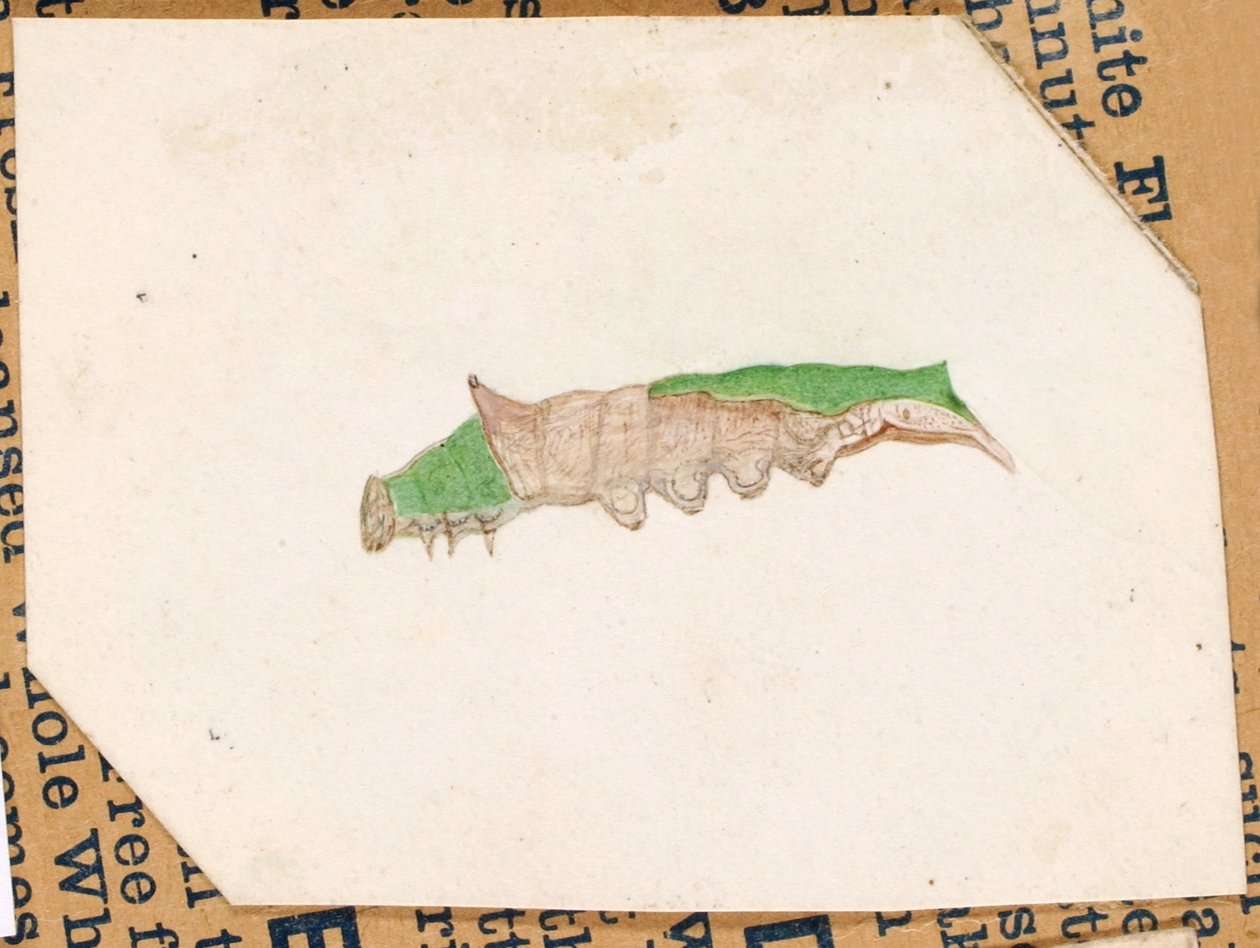 Oak Leaf Edge Caterpillar, study for book Concealing Coloration in the Animal Kingdom by Gerald H. Thayer