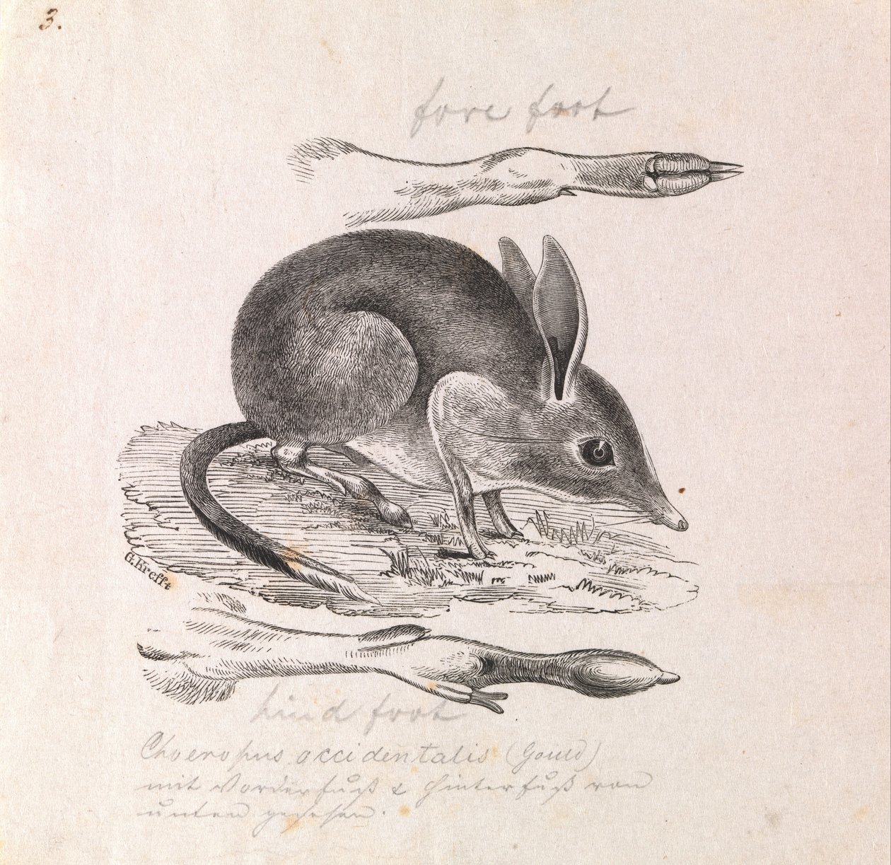 Pig-footed Bandicoot, Chaeropus ecaudatus by Gerard Krefft