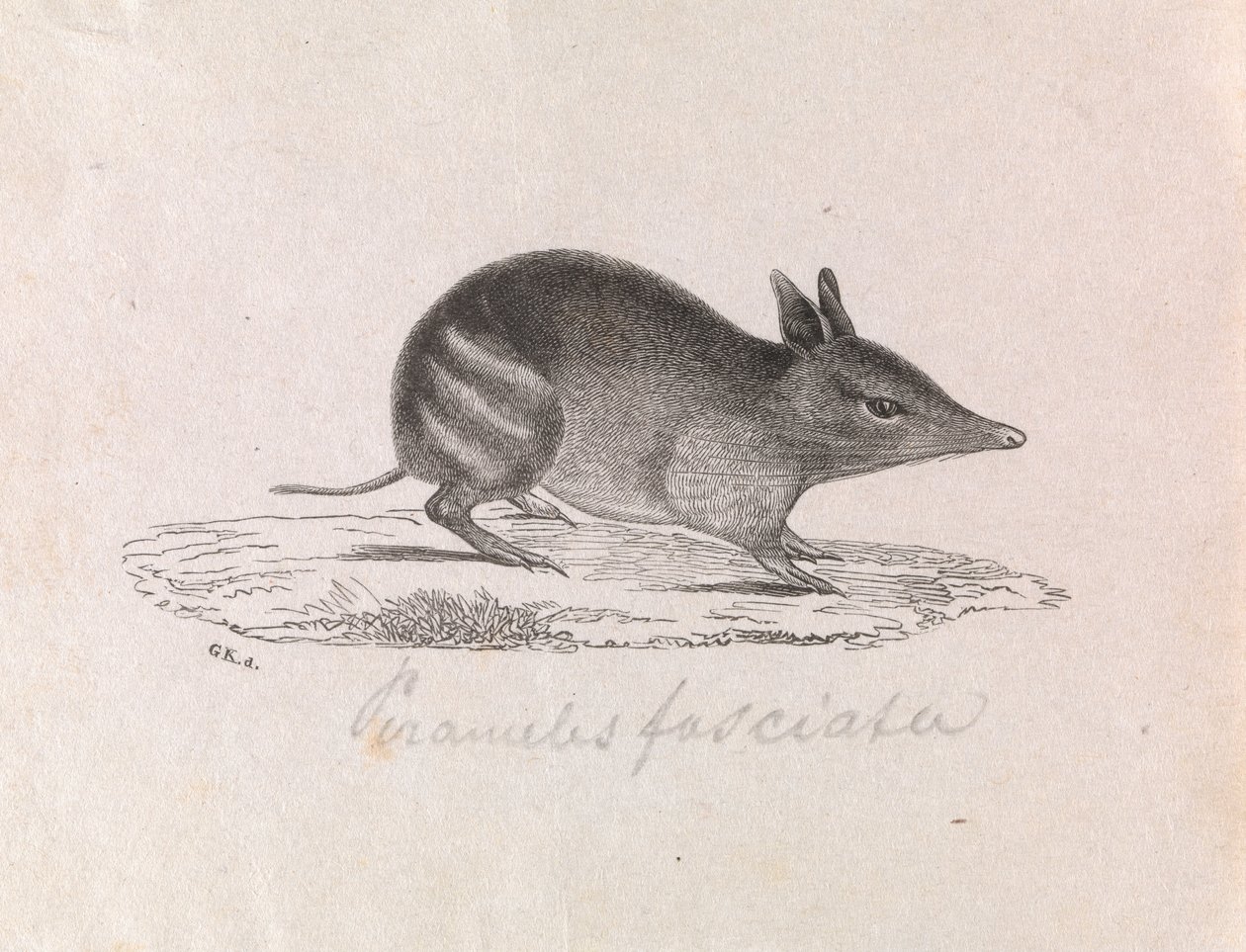 Western Barred Bandicoot, Perameles bougainville by Gerard Krefft