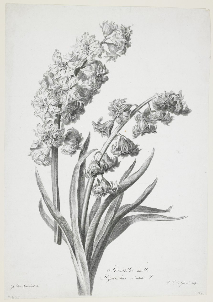 Double Hyacinth, from Fleurs Dessinees d