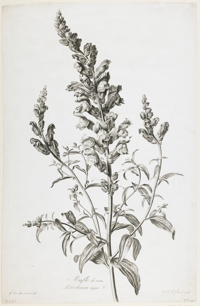 Mufle de veau, from Fleurs Dessinees d