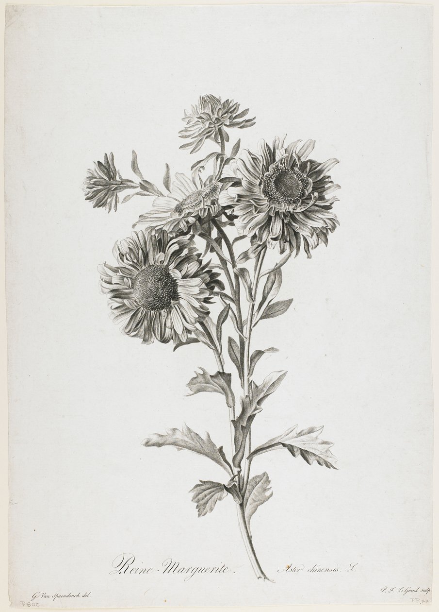 Reine-Marguerite, from Fleurs Dessinees d