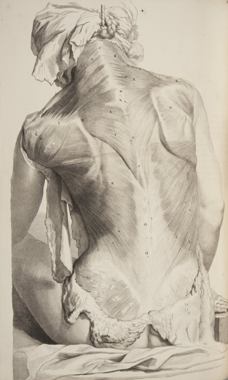 Anatomia Humani Corporis by Govard Bidloo by Gerard de Lairesse
