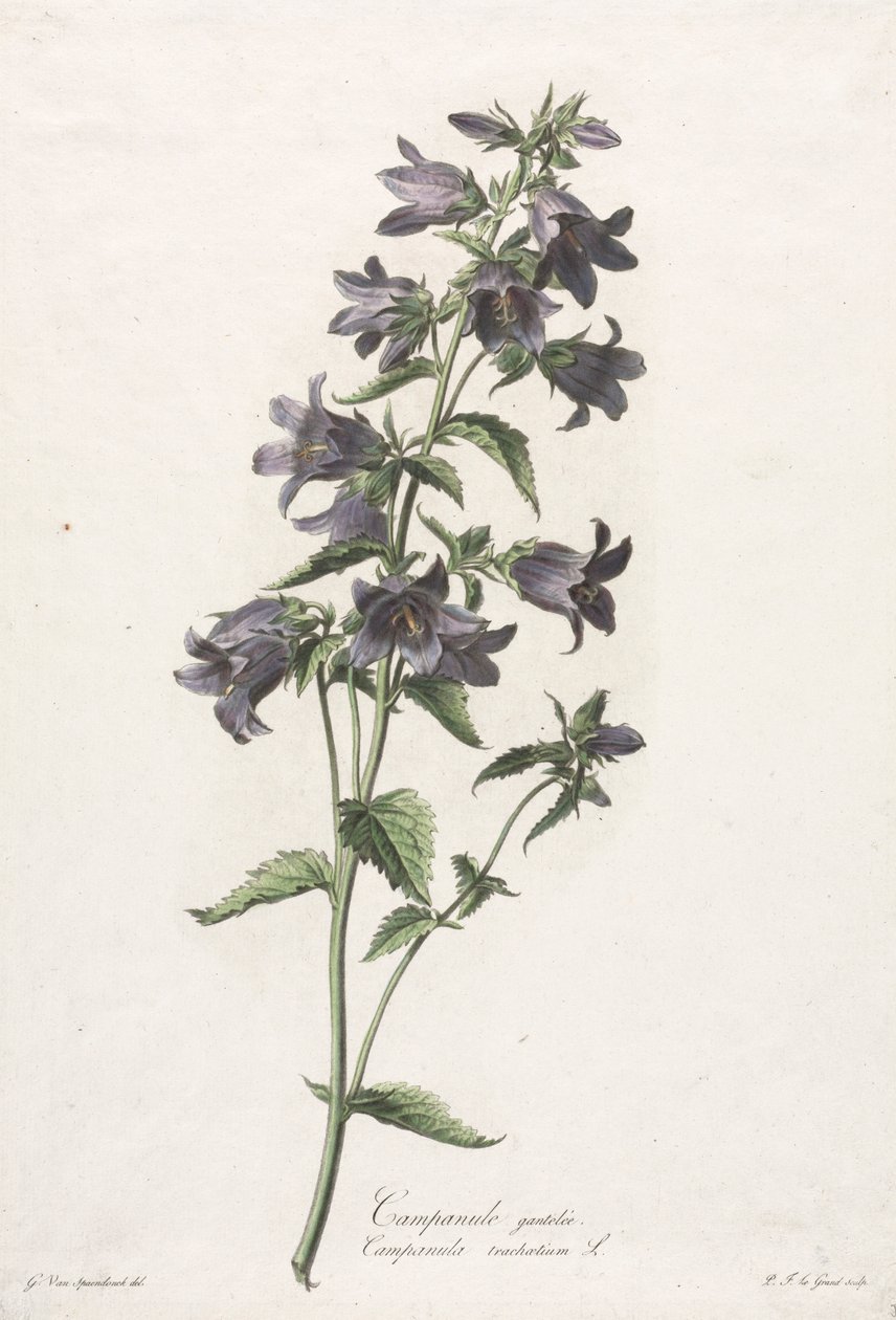 Flowers drawn from nature: Bellflower, c. 1800 by Gerard van Spaendonck