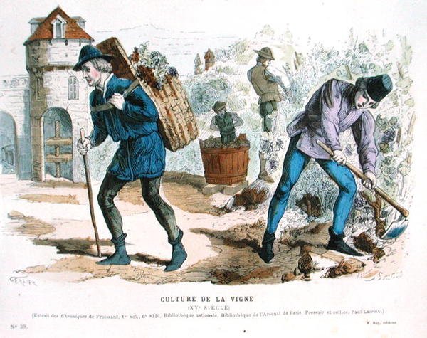 Viticulture in the Fifteenth Century, after 