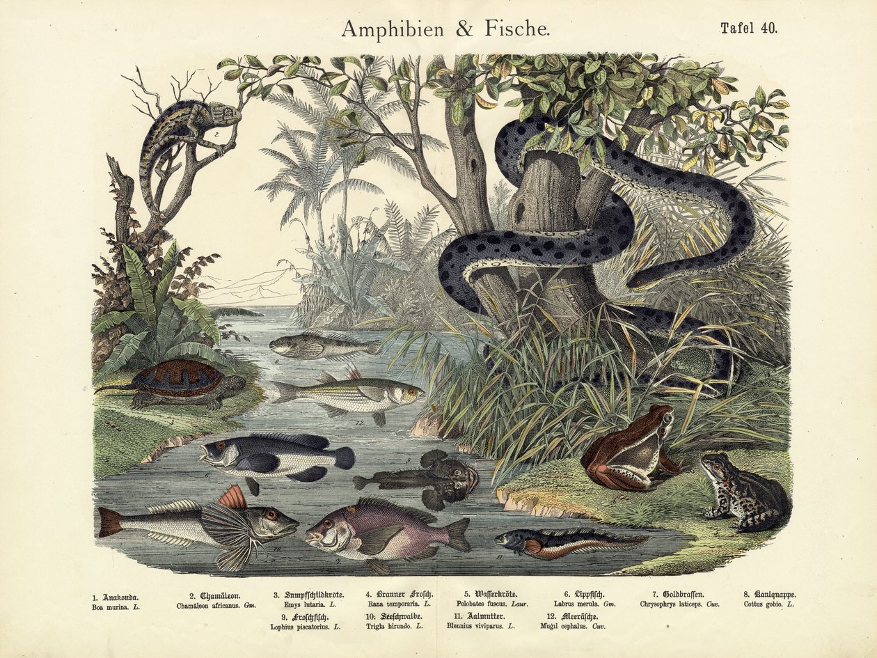 Amphibians and Fishes by German School