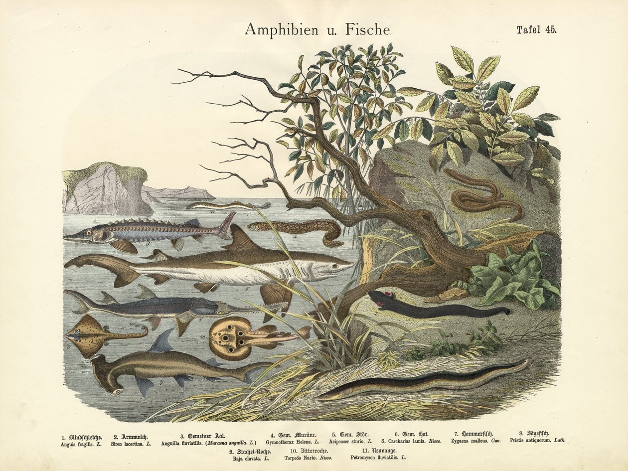 Amphibians and Fishes by German School