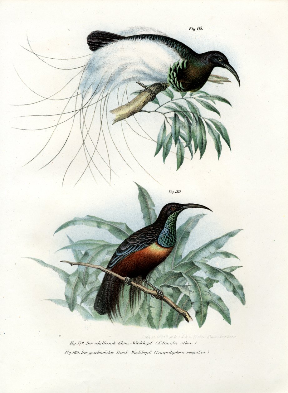 Bird of Paradise by German School