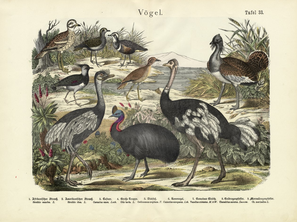 Birds by German School