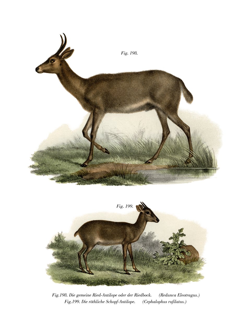Bohor Reedbuck by German School