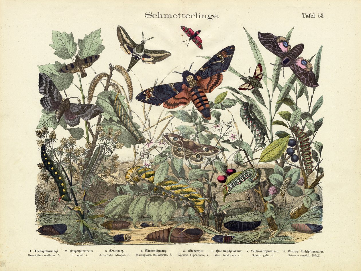 Butterflies by German School