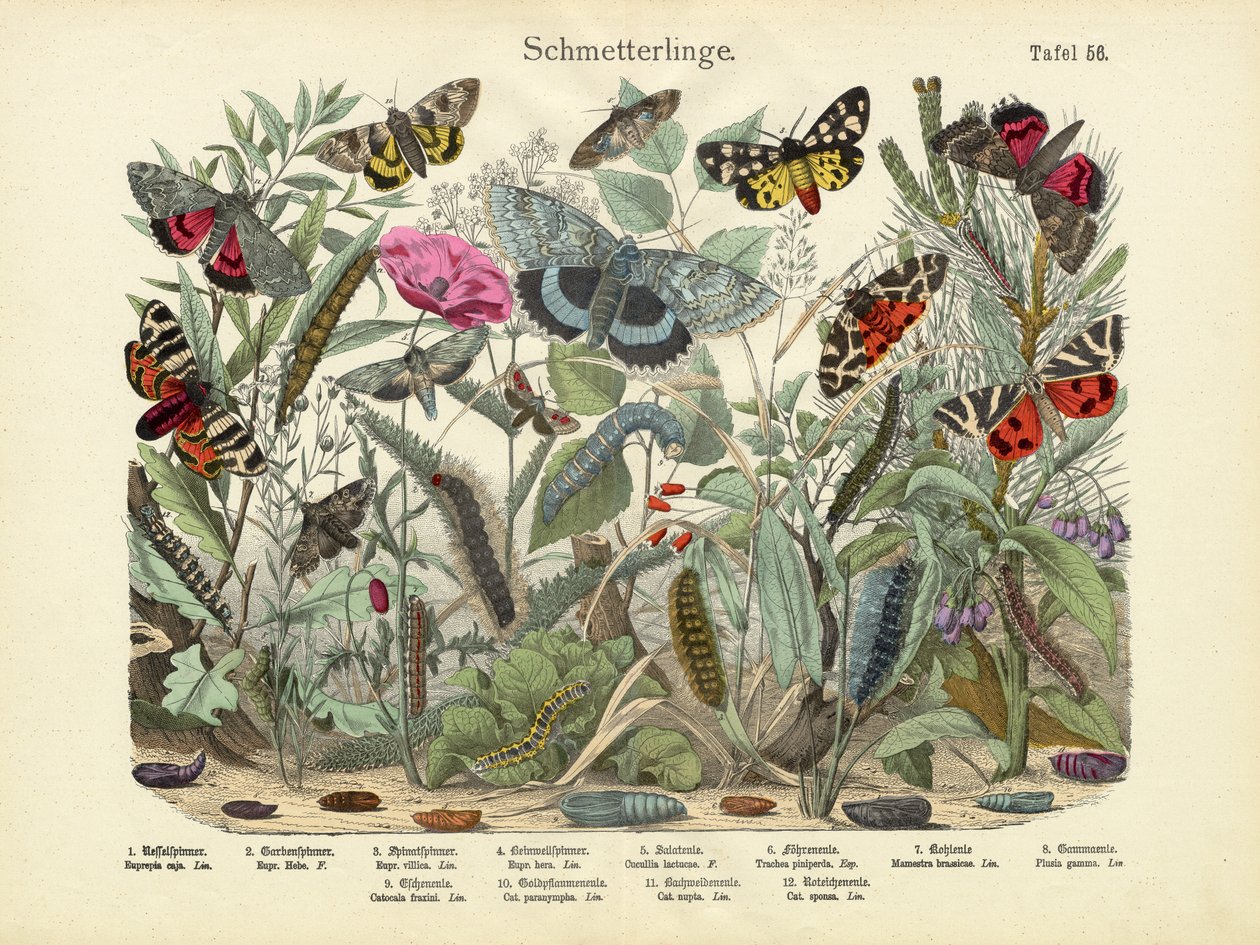 Butterflies by German School