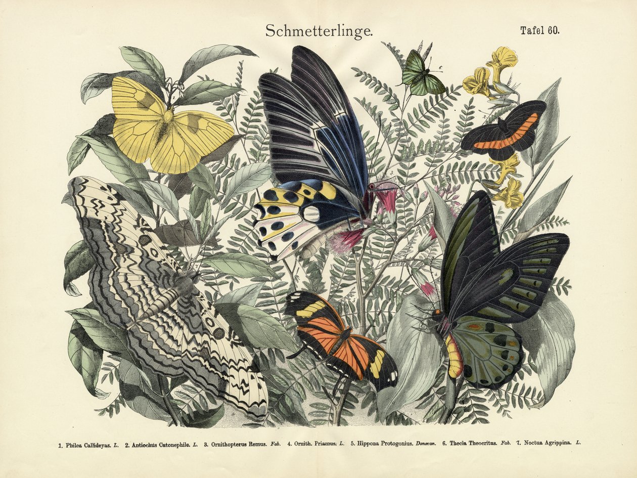 Butterflies by German School