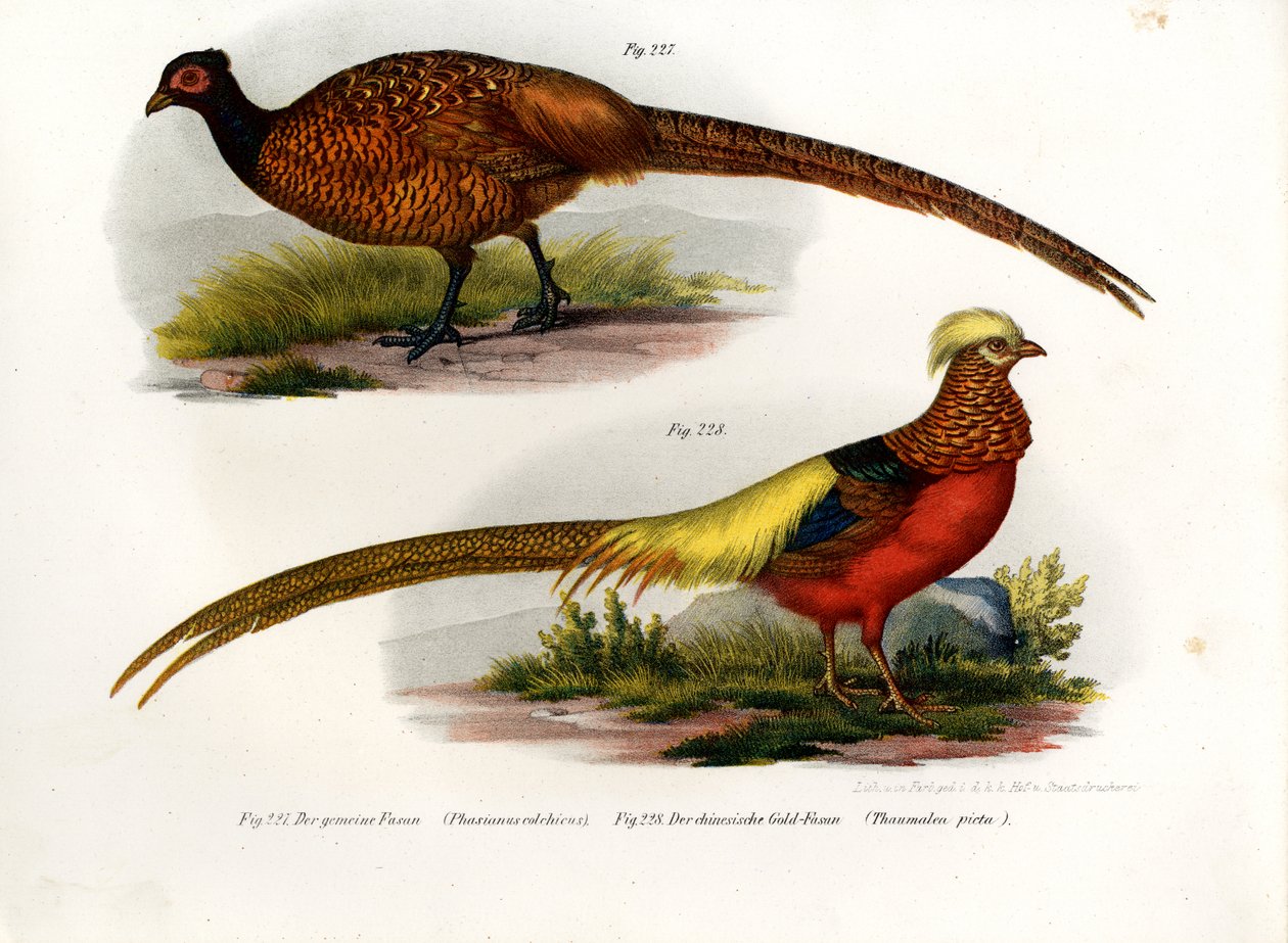 Common Pheasant by German School