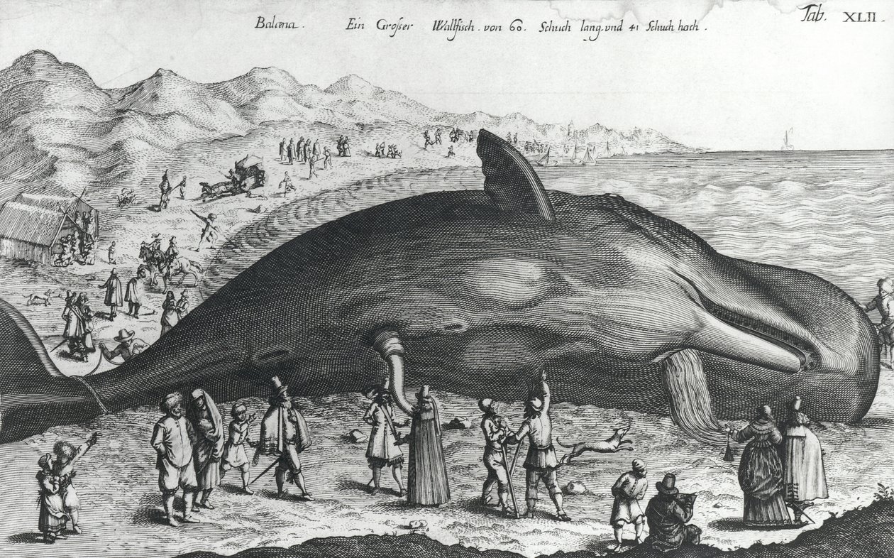 Dead Whale by German School
