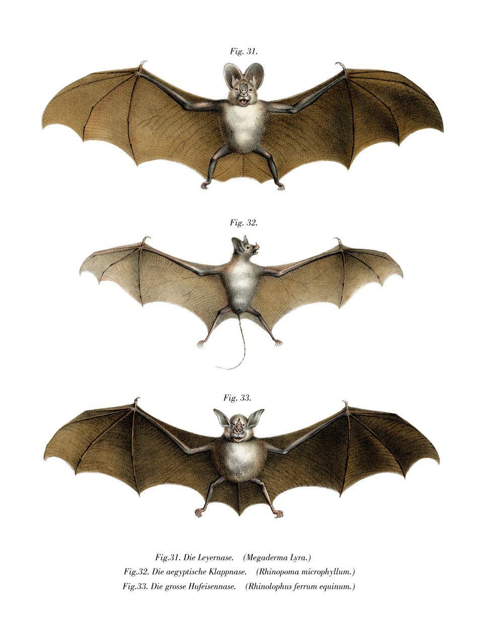 Greater False Vampire Bat Ghost / False Vampire Bat Our Beautiful Wall