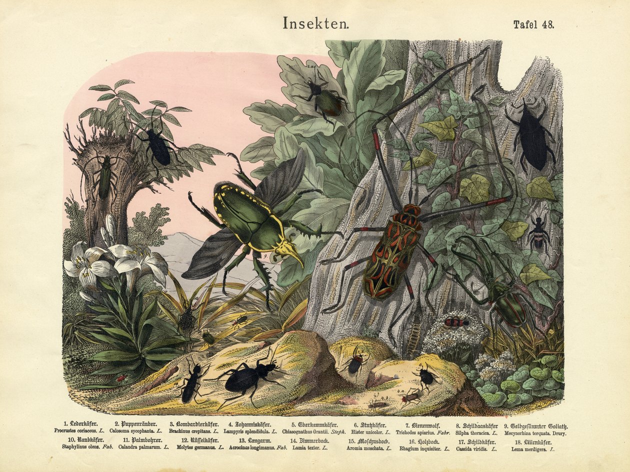Insects by German School