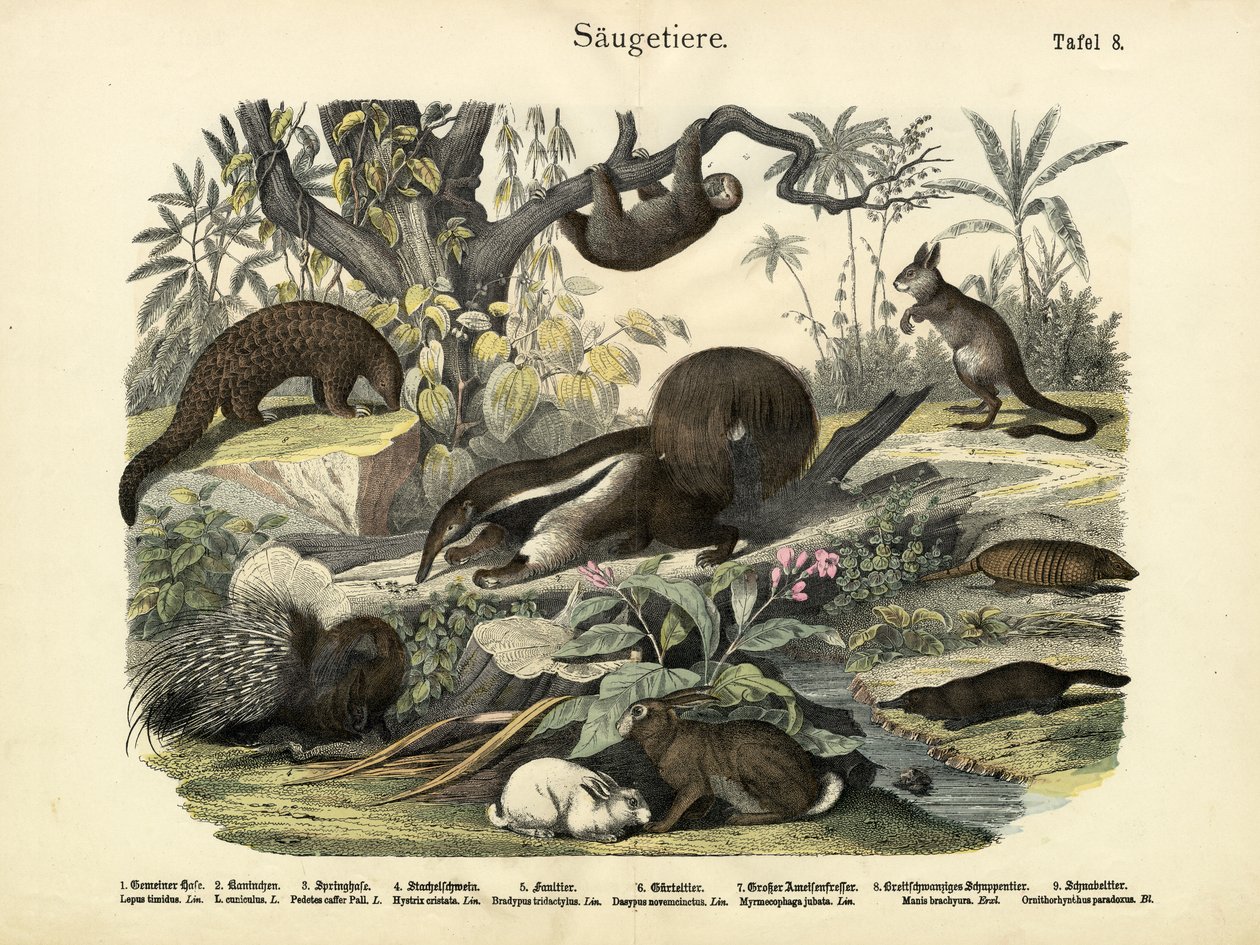 Mammals by German School