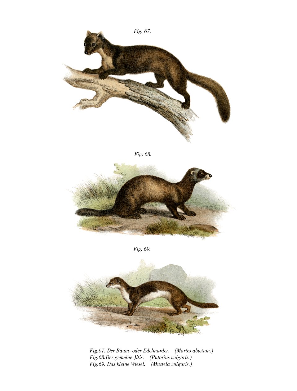 Marten by German School