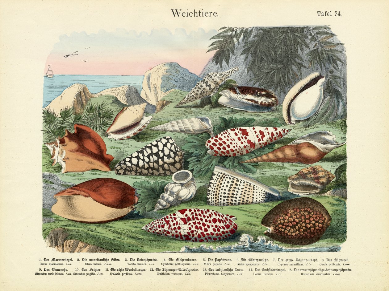 Molluscs by German School