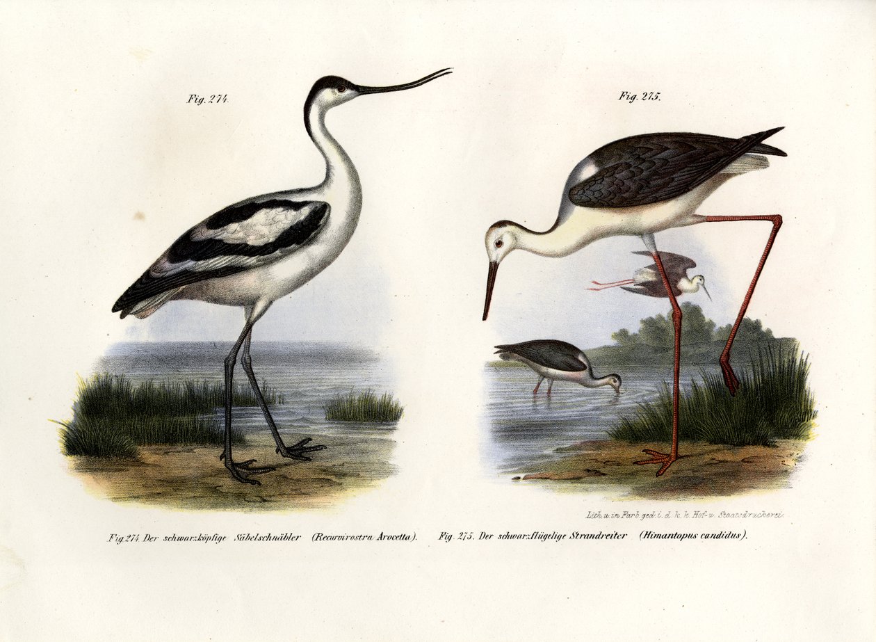 Pied Avocet by German School
