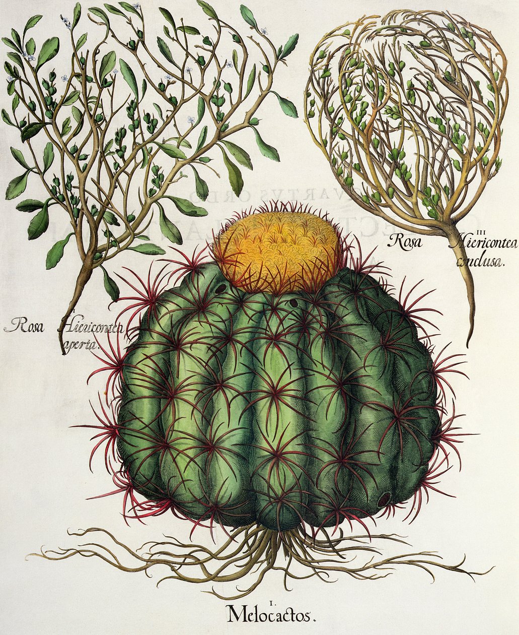 Melocactus and Roses, from the Hortus Eystettensis by Basil Besler, pub. 1613 by German School