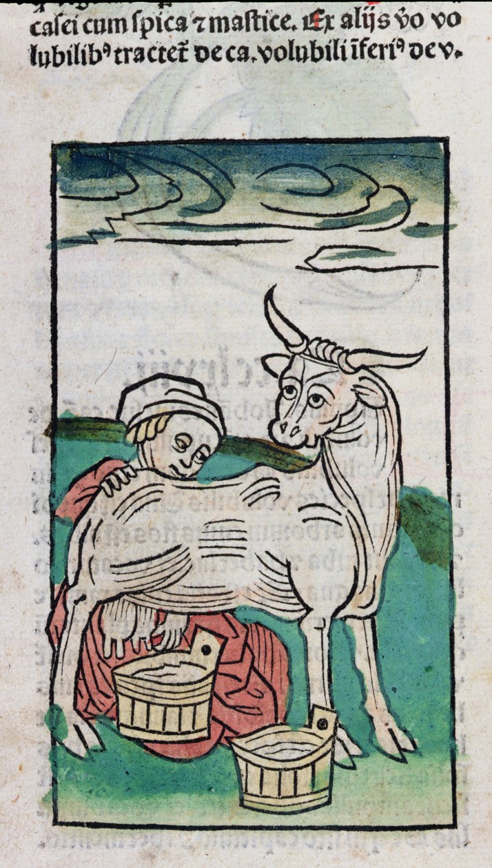 A Maid Milking a Cow, 1491 by German School