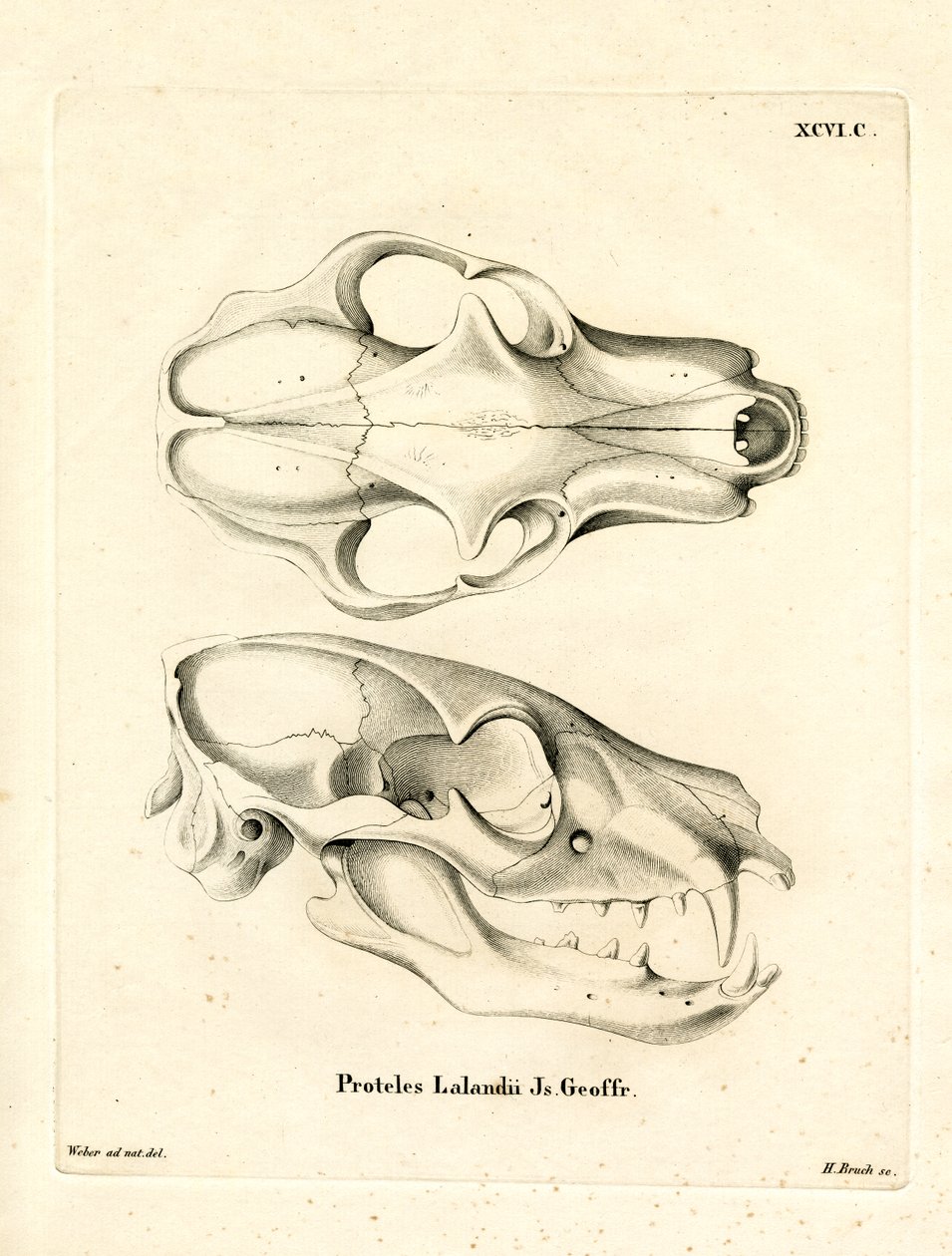 Aardwolf Skull by German School