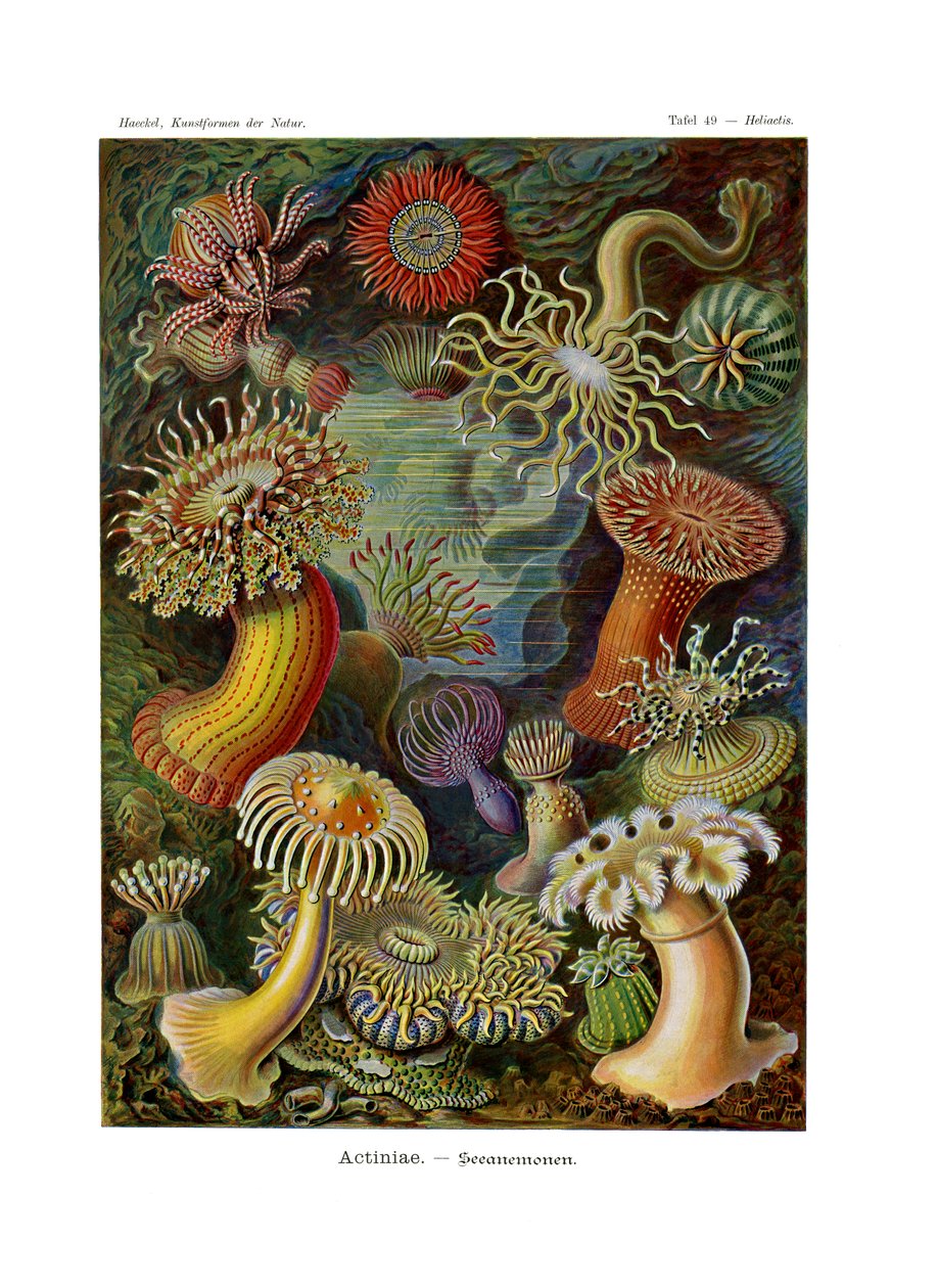 Actiniae or Actiniaria by German School