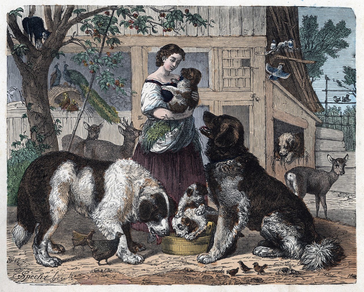 Affection between a farmer and her dogs. In 