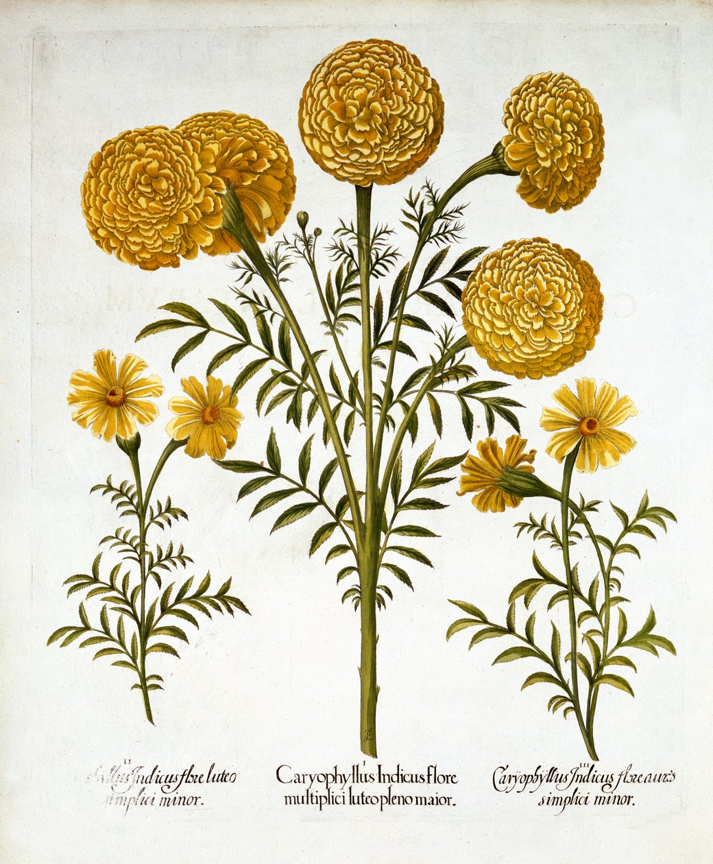 African Marigold and French Marigolds, from Hortus Eystettensis by German School