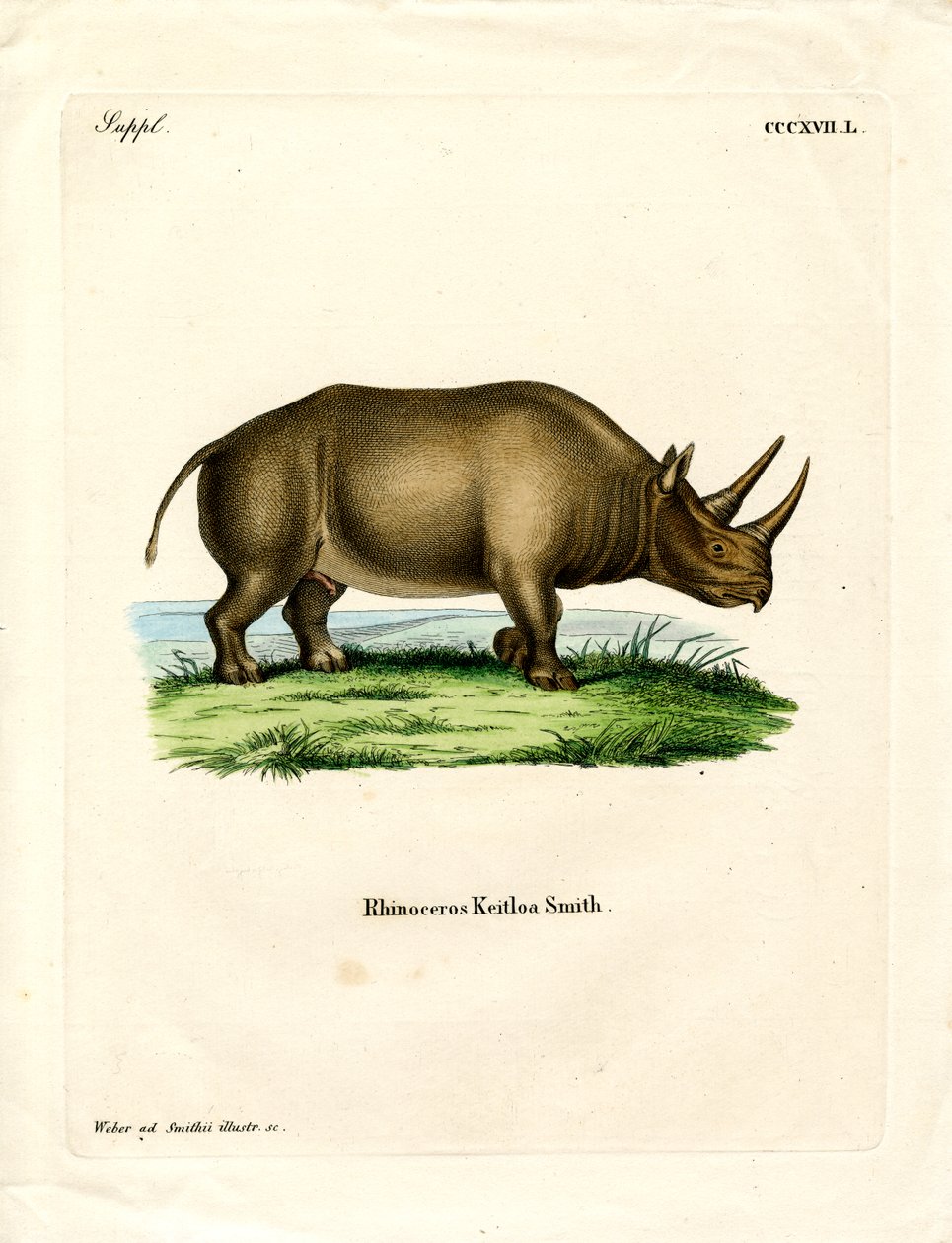 African Rhinoceros by German School
