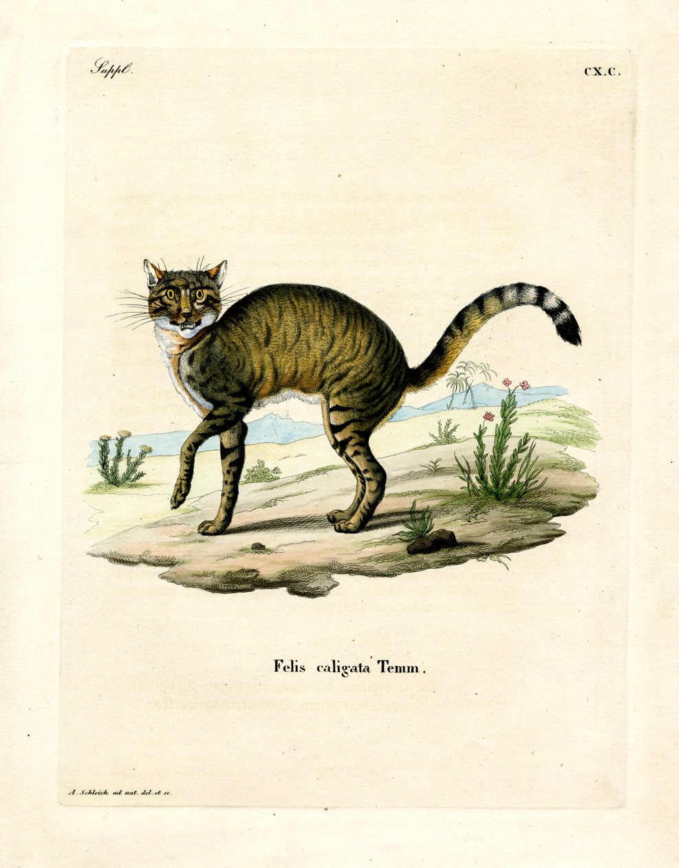 African Wildcat by German School