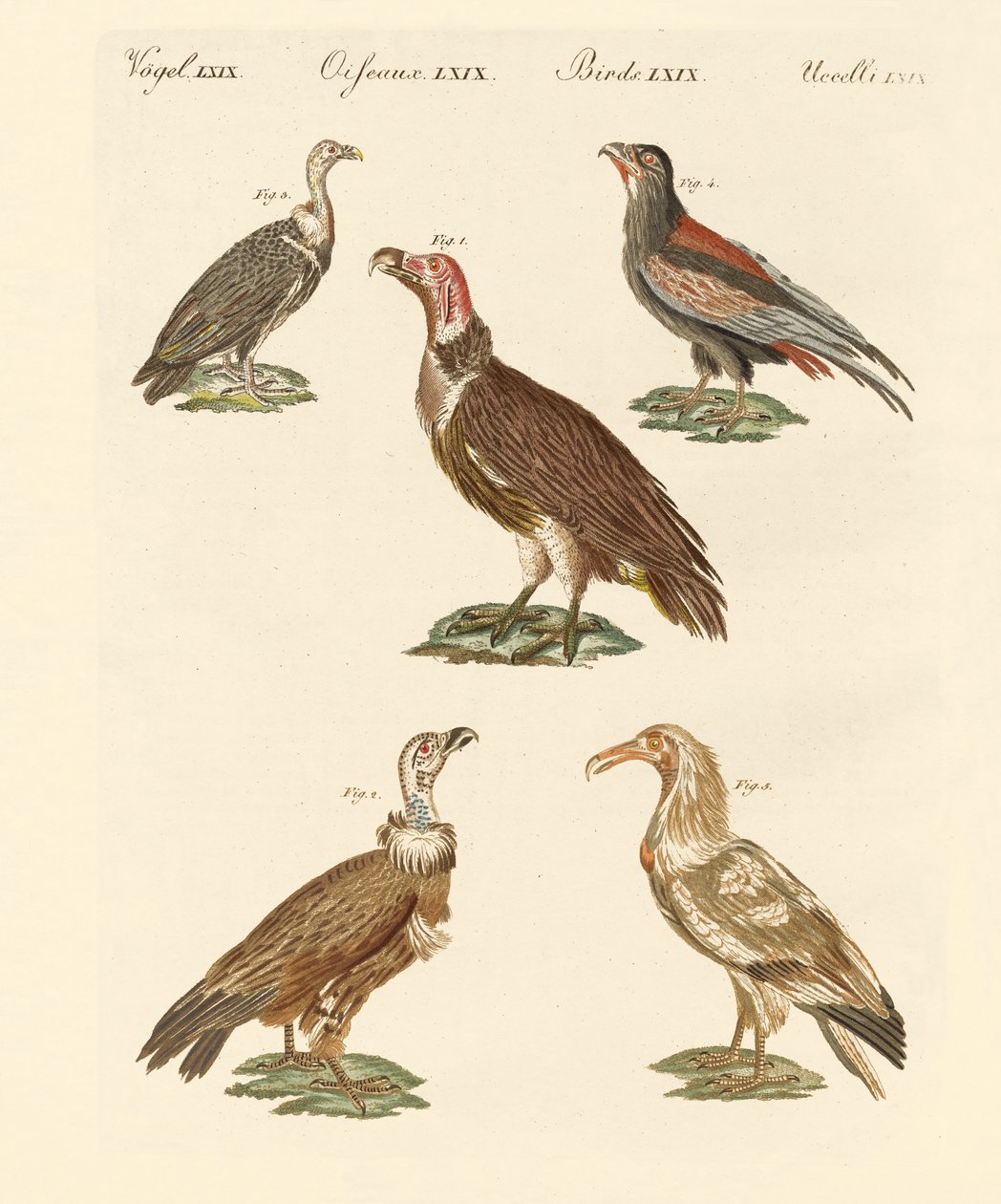 African and Asiatic Vultures by German School