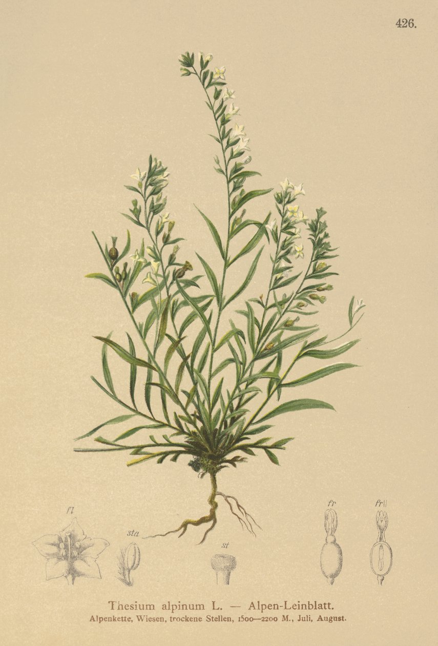 Alpine Bastard Toadflax by German School