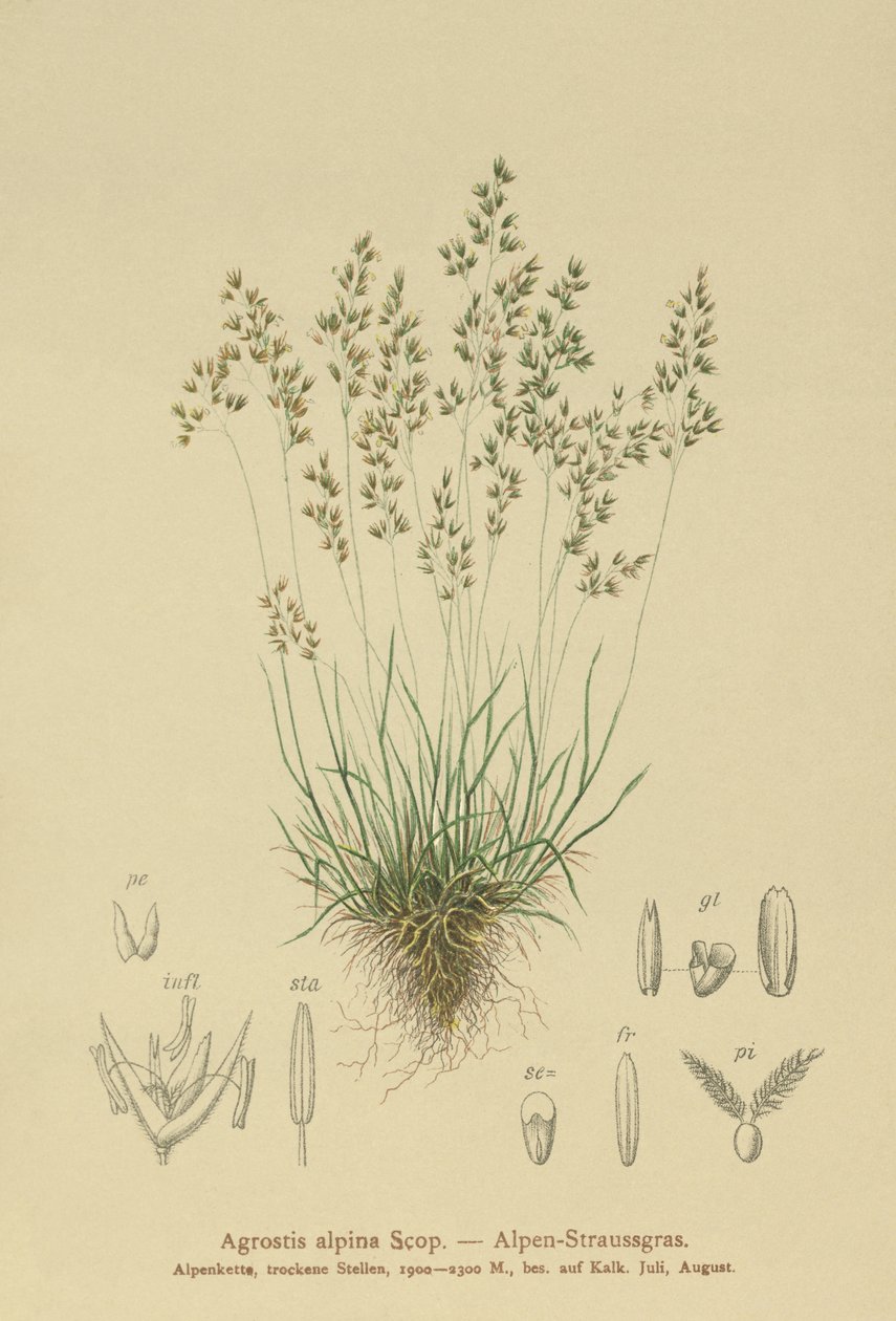 Alpine Bentgrass by German School