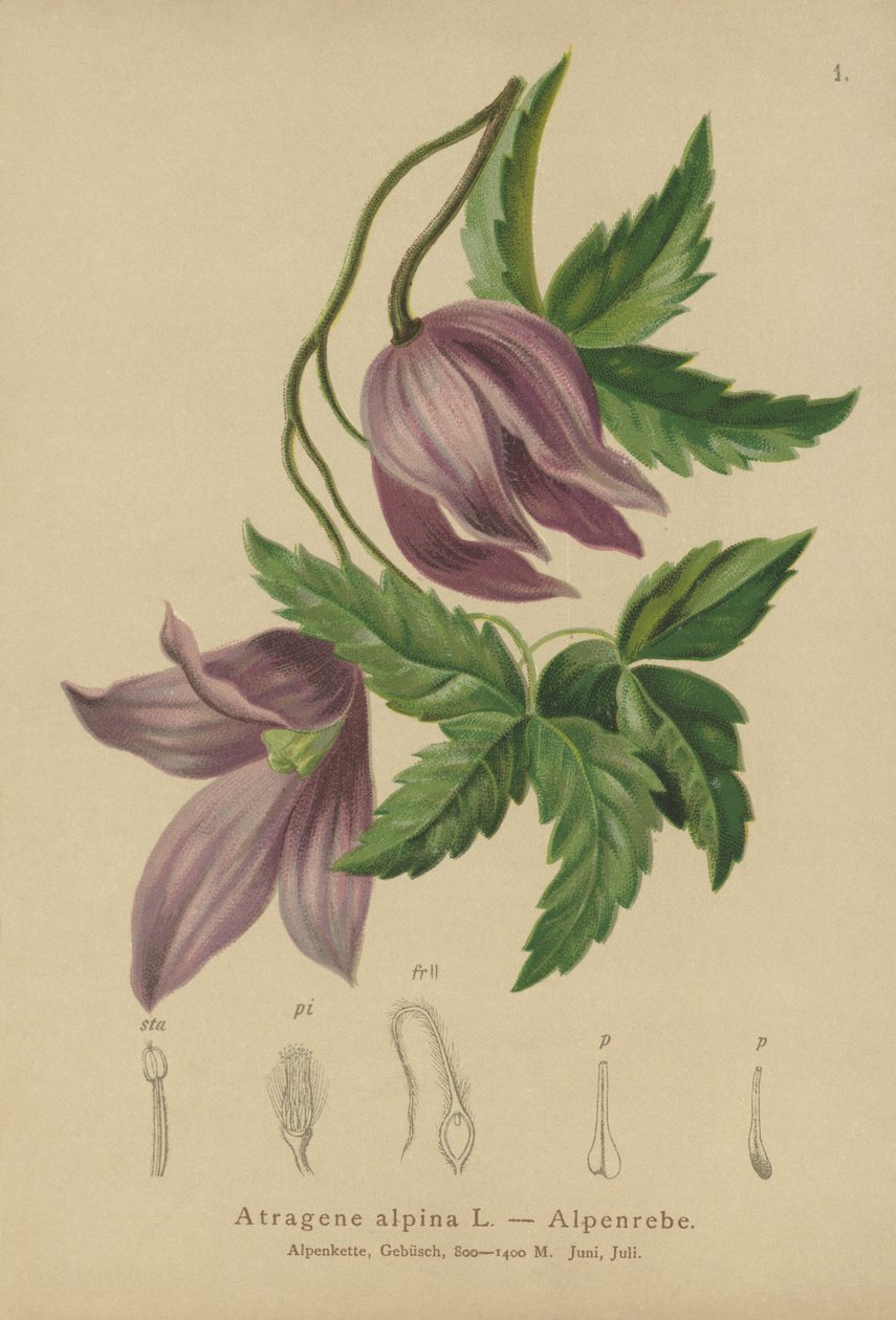 Alpine Clematis (Atragene alpina, Clematis alpina)  by German School