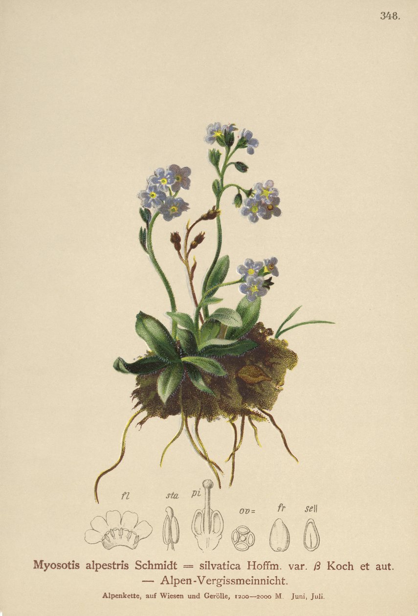 Alpine Forget-me-not by German School