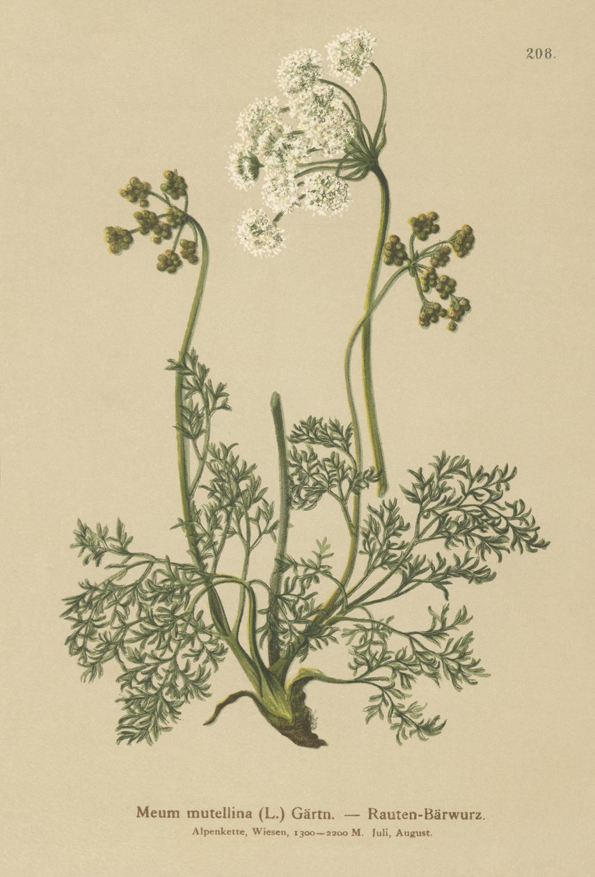 Alpine Lovage (Meum mutellina, Ligusticum mutellina)  by German School