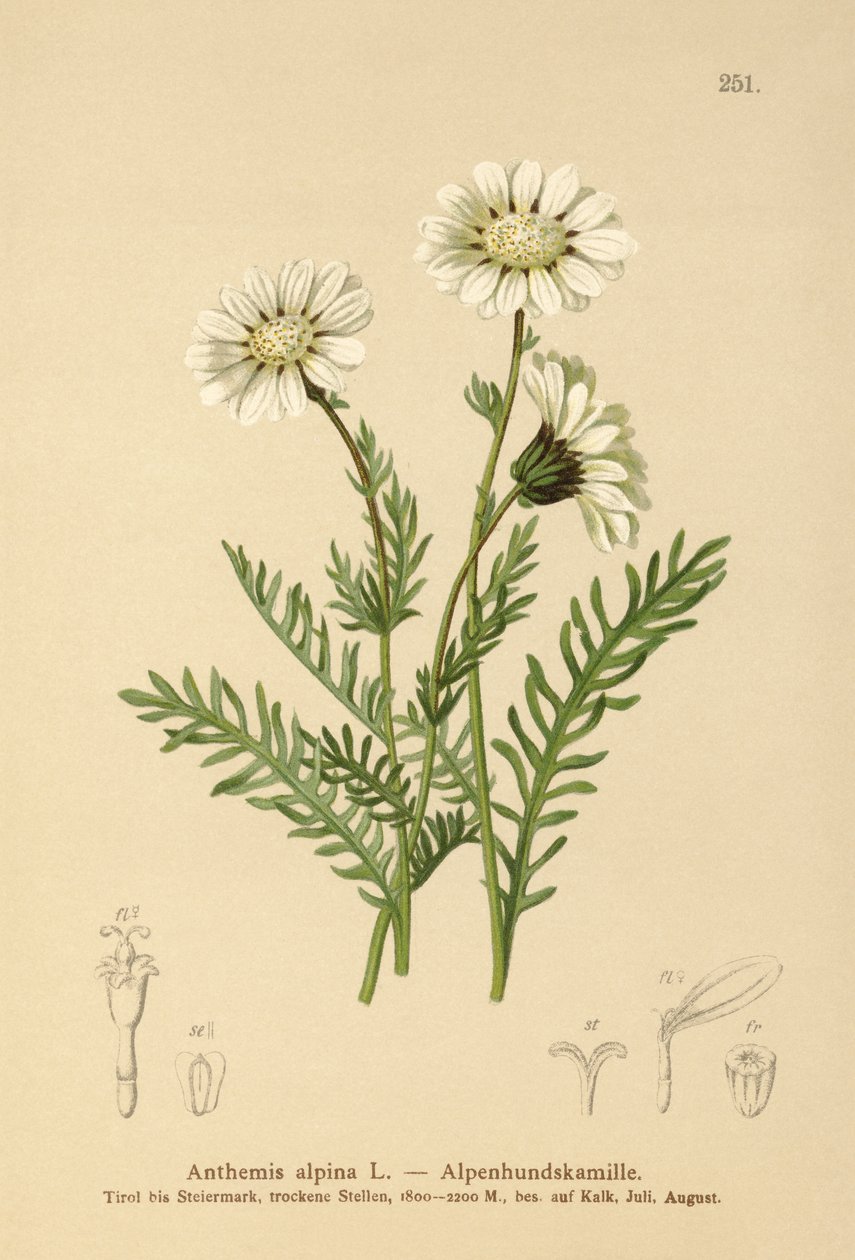 Alpine Mayweed by German School