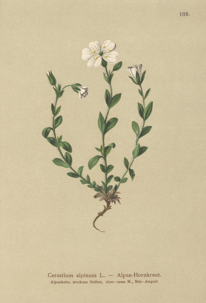 Alpine Mouse-ear by German School: Premium art reproduction