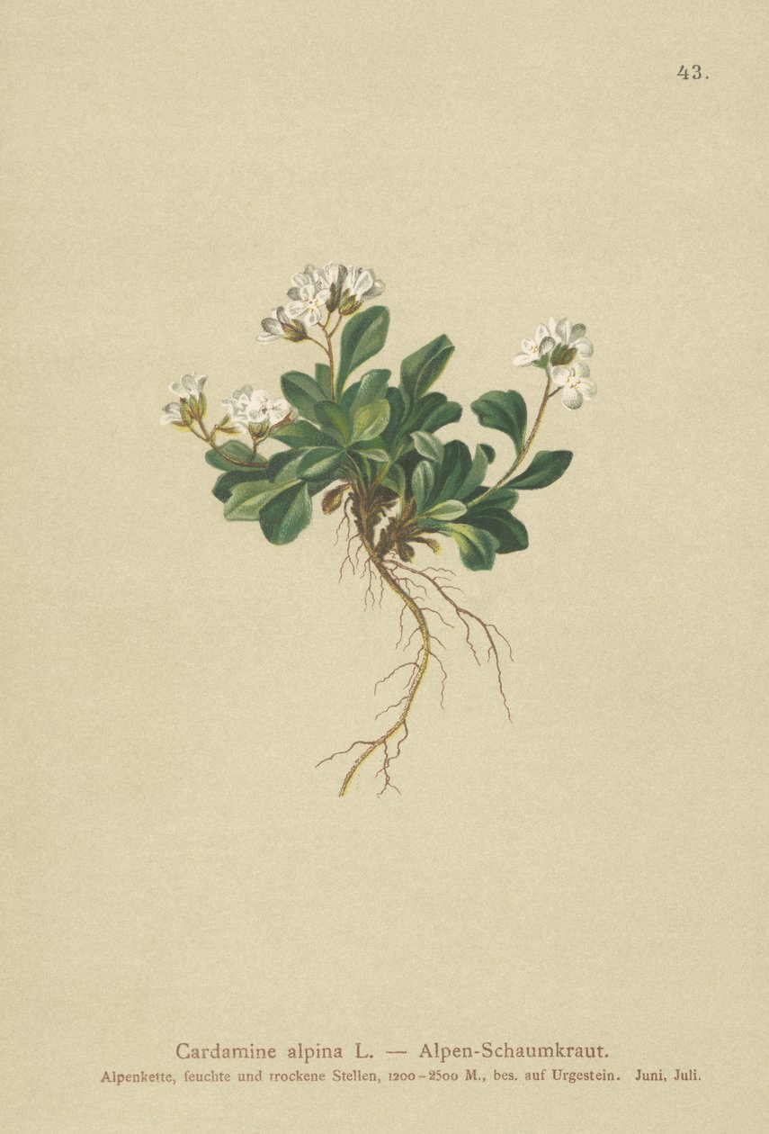 Alpine Northern-rockcress by German School