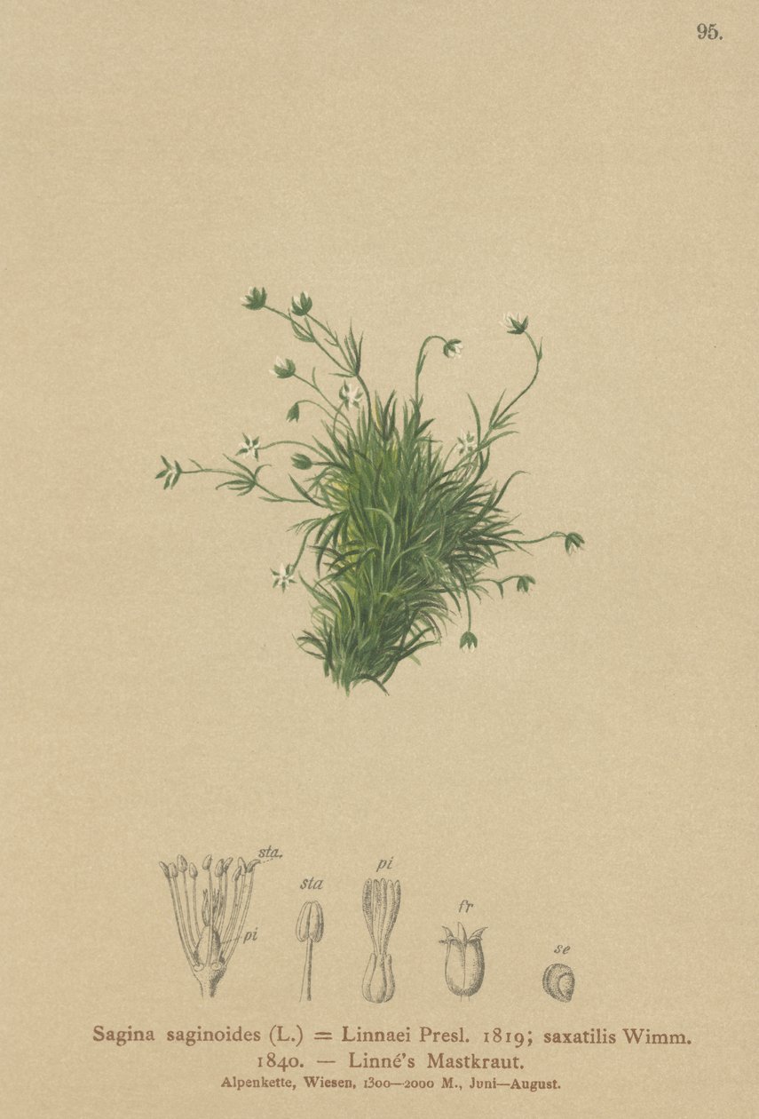Alpine Pearlwort by German School